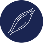 imagens 1-musculo